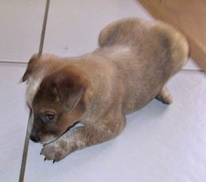 The front left side of a red Australian Cattle Puppy that is laying down across a tiled floor.